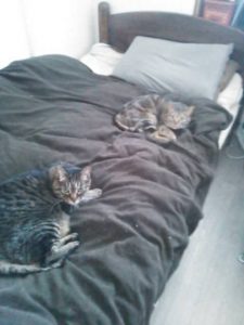 ねこ